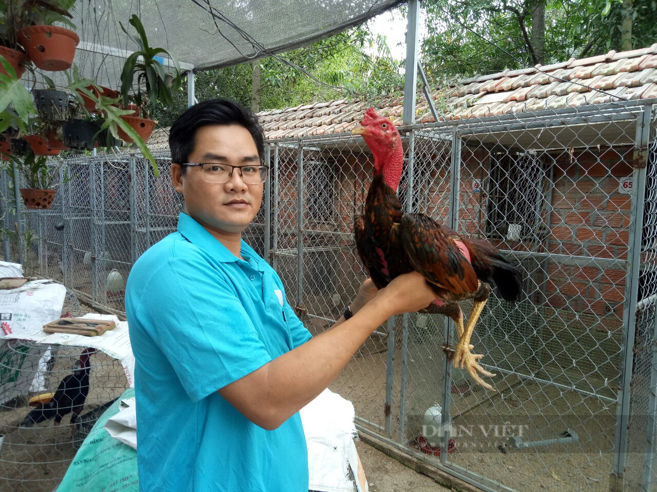 Nuôi gà nòi Tây Sơn, cho gà ăn toàn đồ sang chảnh, anh kỹ sư ở Bình Định lãi 1 tỷ/năm - Ảnh 2.