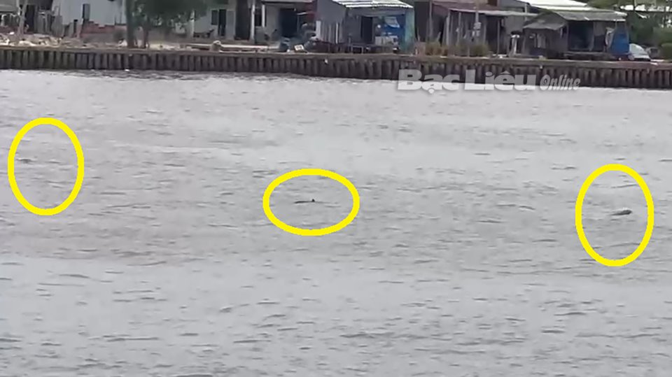 Một đàn cá heo bơi ở cửa biển Gành Hào của Bạc Liêu, dân tình kéo đến quay clip, chụp ảnh - Ảnh 1.