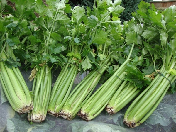 6 loại rau được mệnh danh là “vua canxi tự nhiên&quot;, hàm lượng canxi gấp 10 lần sữa, bán đầy ở chợ Việt - Ảnh 3.
