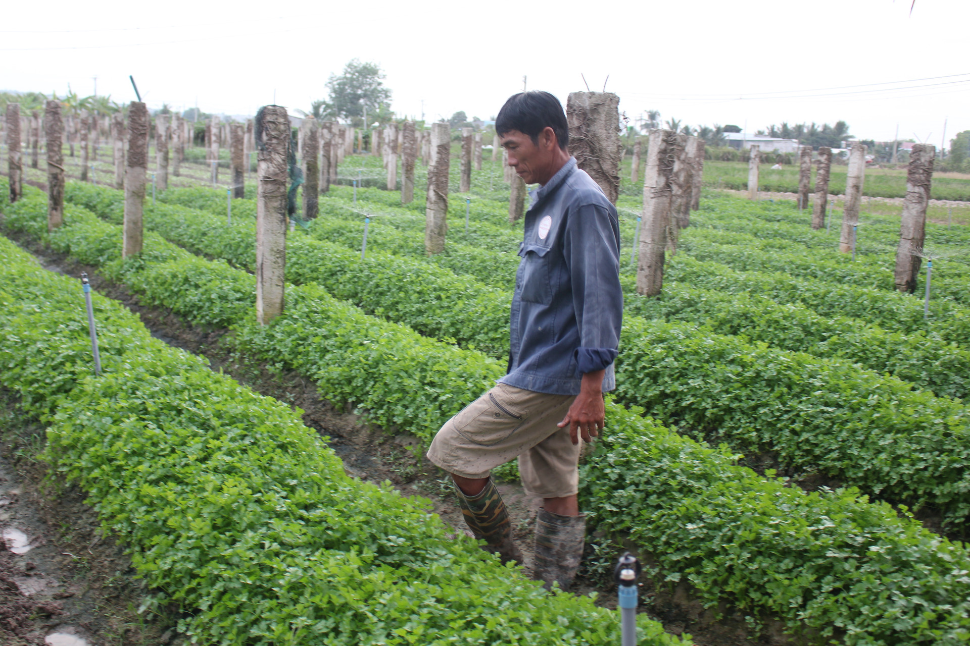 Nông dân nơi này ở Bình Thuận trồng rau sạch, cắt, hái, nhổ đến đâu bán hết sạch đến đó - Ảnh 1.