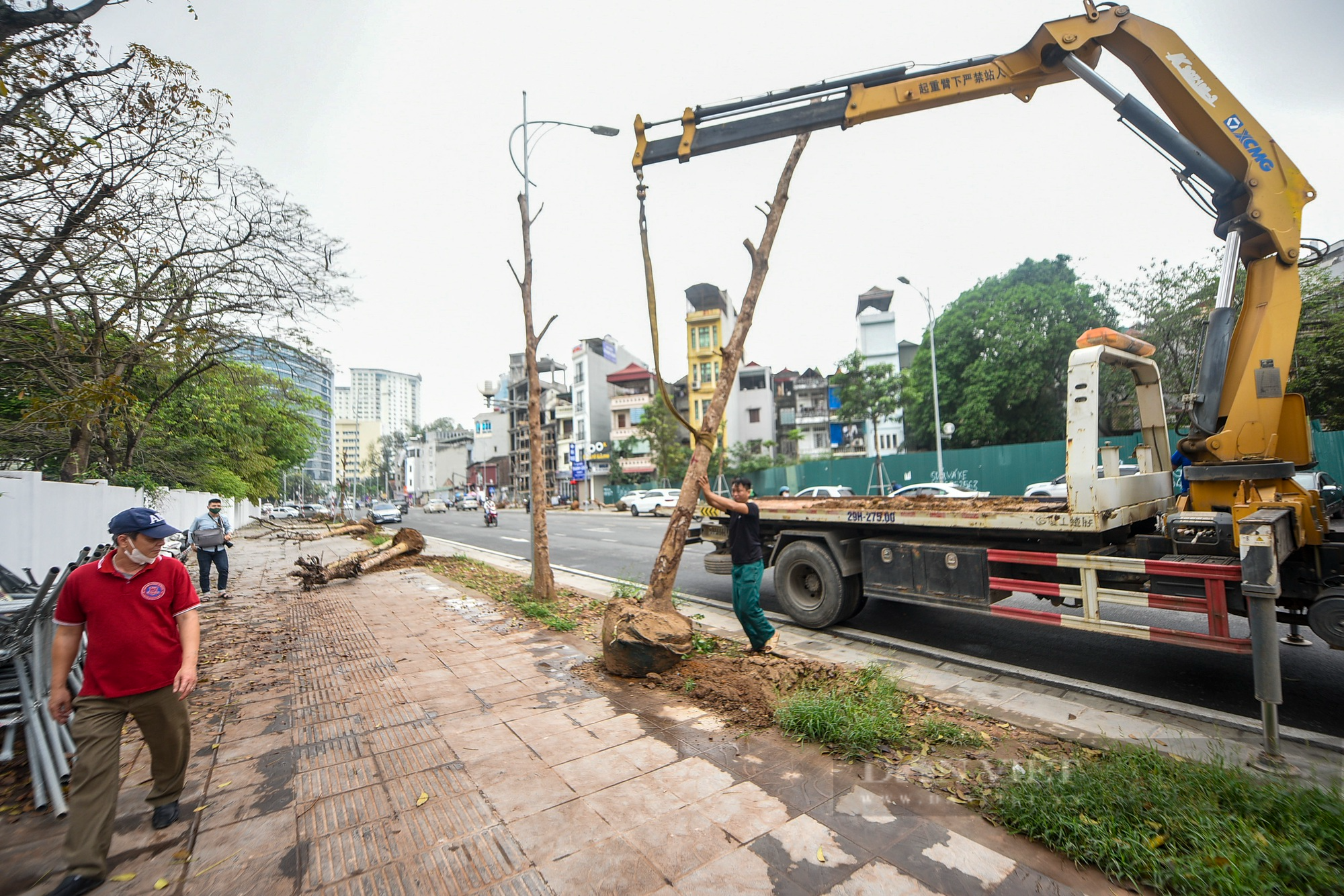 Tiến hành nhổ &quot;hàng cây tiền tỷ&quot; chết khô trên đường Huỳnh Thúc Kháng kéo dài - Ảnh 3.