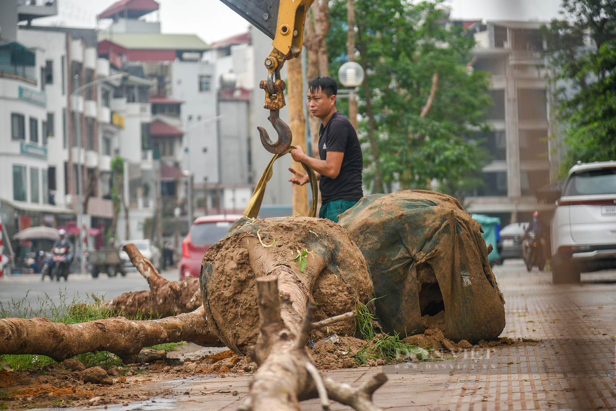 Tiến hành nhổ &quot;hàng cây tiền tỷ&quot; chết khô trên đường Huỳnh Thúc Kháng kéo dài - Ảnh 4.