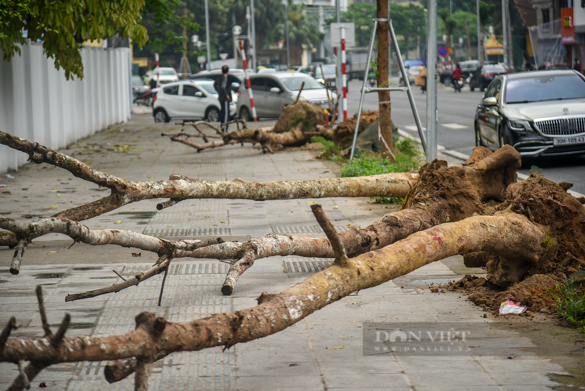 Tiến hành nhổ &quot;hàng cây tiền tỷ&quot; chết khô trên đường Huỳnh Thúc Kháng kéo dài - Ảnh 6.