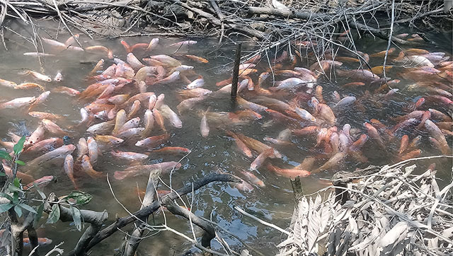 Đồng Tháp: Đàn cá diêu hồng hàng trăm con rực màu tung tăng bơi lượn nhưng chỉ bám trụ ở một đoạn rạch - Ảnh 1.