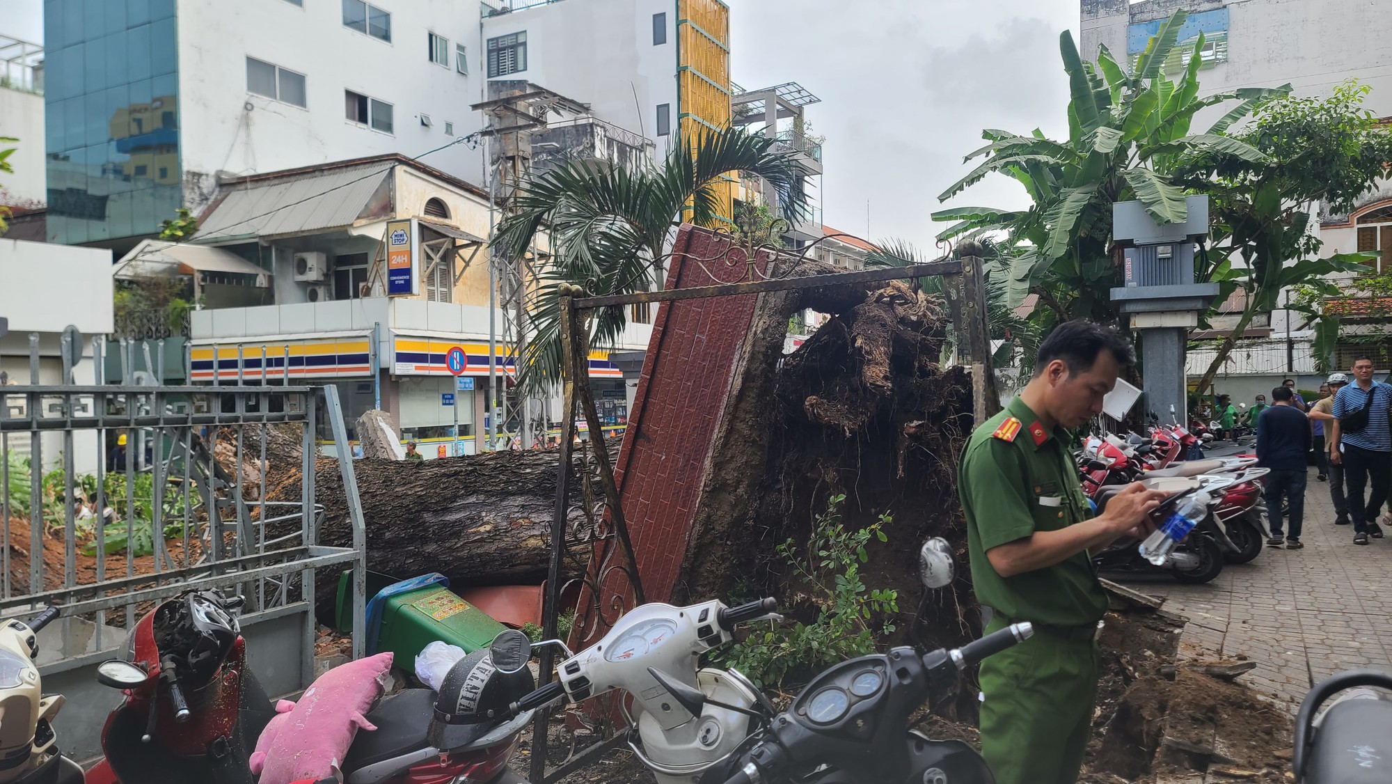 Cây me trong Trường THCS Trần Văn Ơn bật gốc, đè nhiều người bị thương  - Ảnh 1.