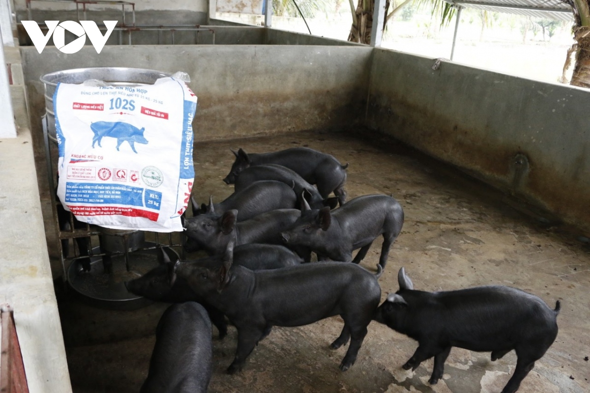 Giá lợn hơi giảm sâu khiến người chăn nuôi lo lắng - Ảnh 2.