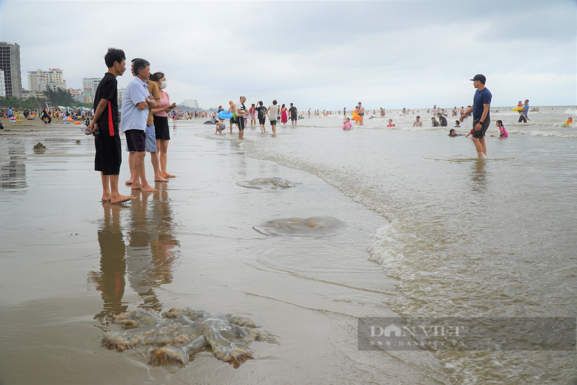 Du khách thích thú chụp ảnh với sứa dạt vào bờ biển - Ảnh 4.