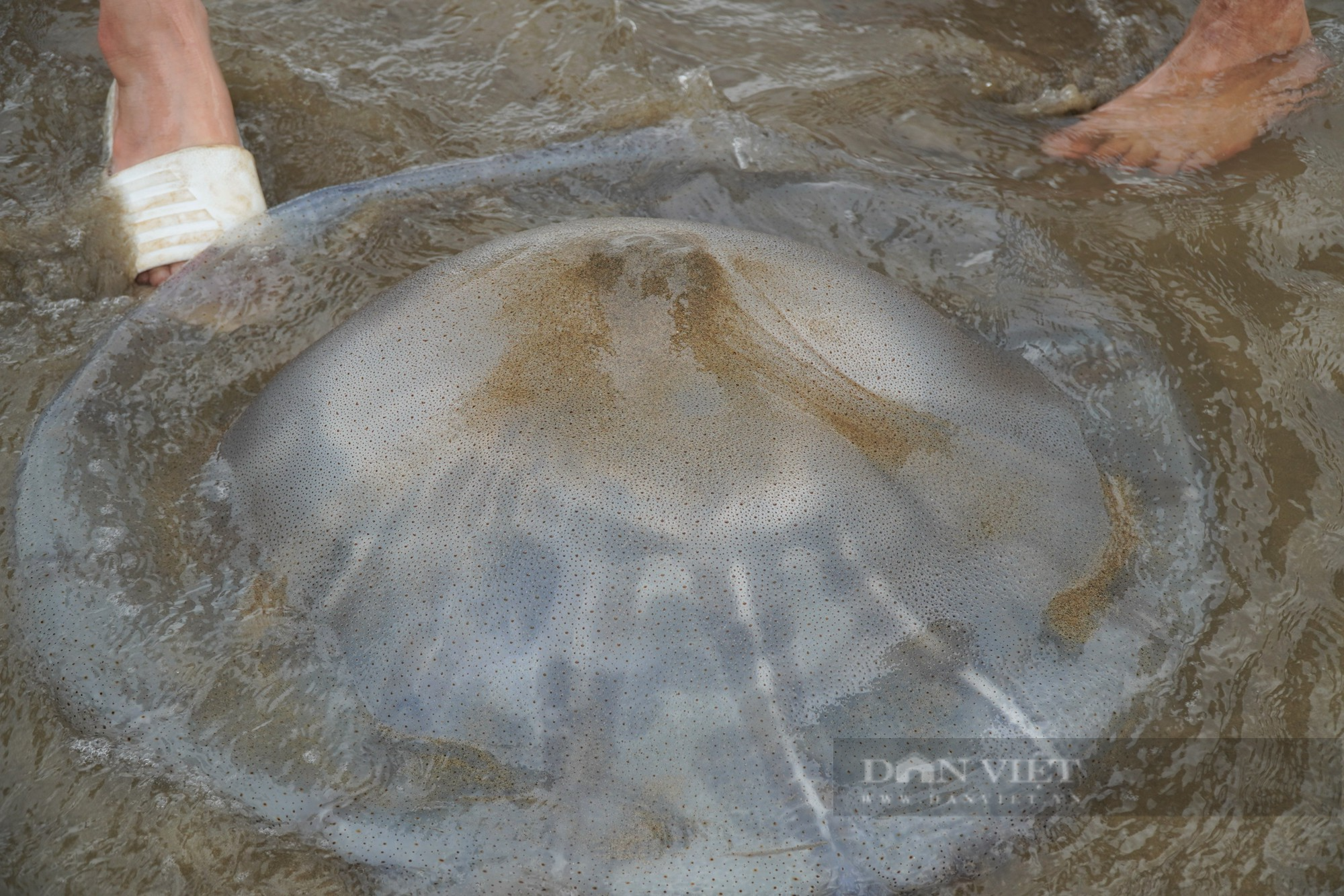 Du khách thích thú chụp ảnh với sứa dạt vào bờ biển - Ảnh 5.