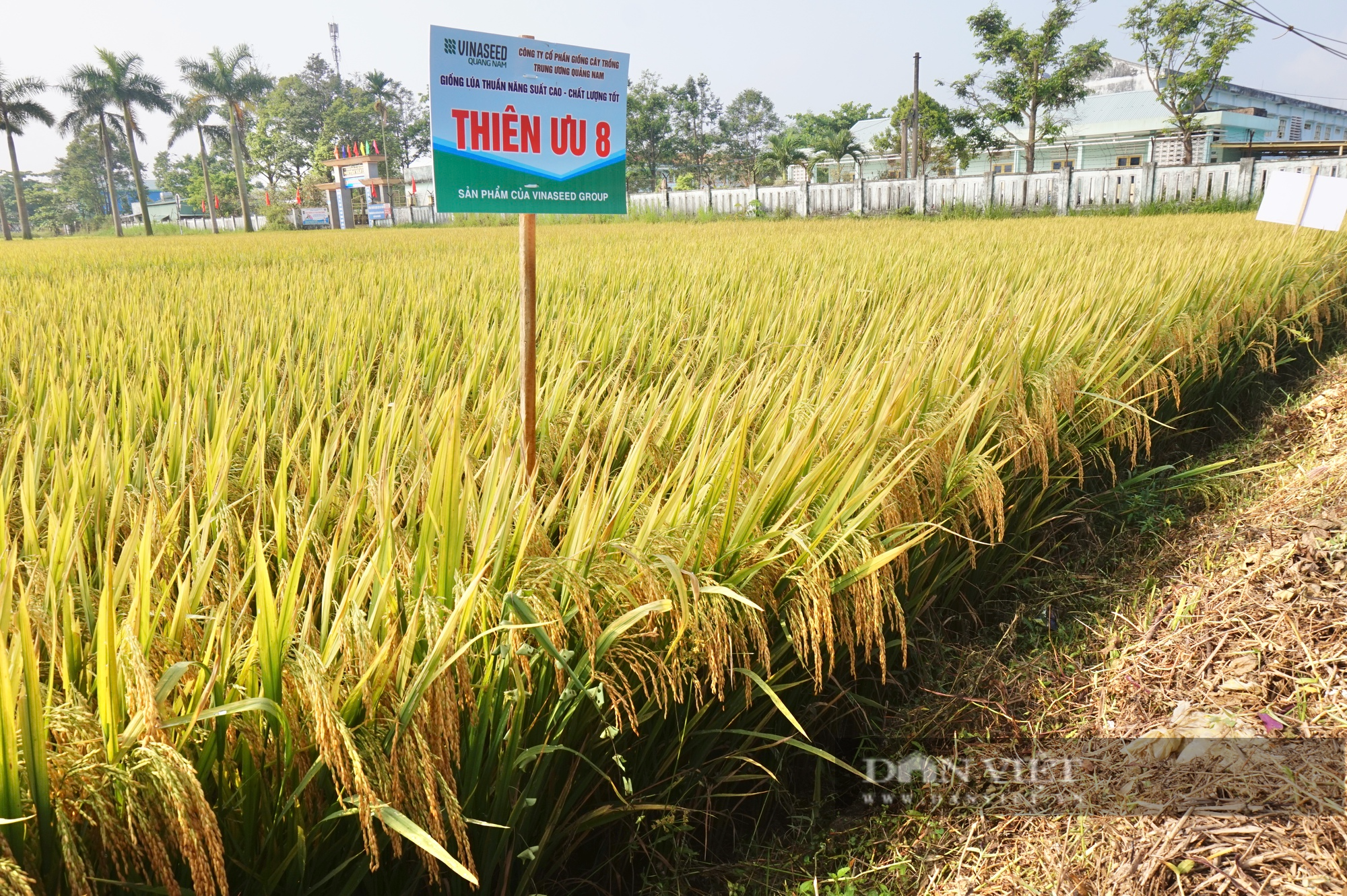 Bộ tứ lúa giống của Vinaseed “tỏa sáng” rực rỡ trên nhiều chân đất, nông dân xứ Quảng mê mẩn - Ảnh 3.