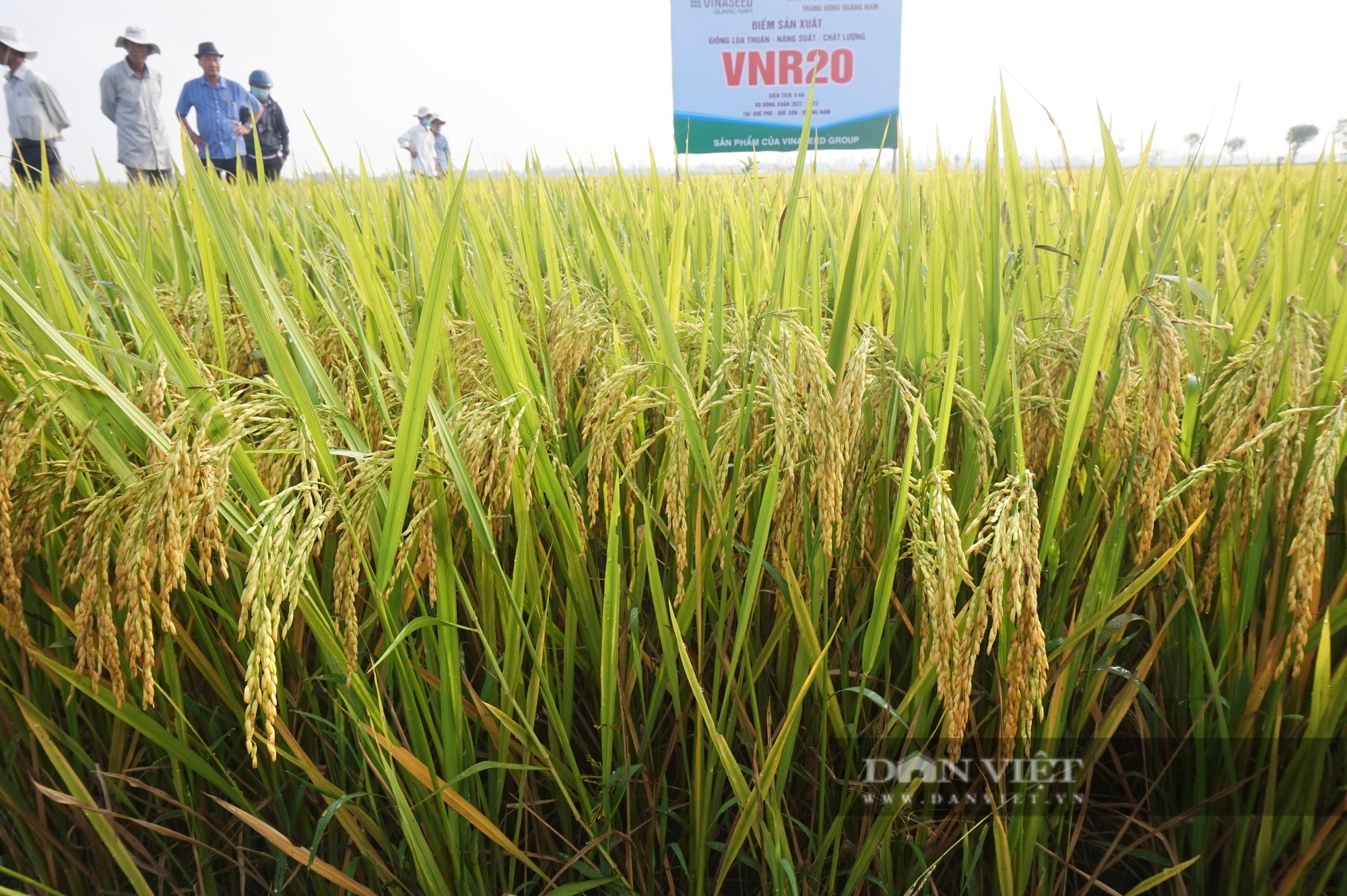 Bộ tứ lúa giống của Vinaseed “tỏa sáng” rực rỡ trên nhiều chân đất, nông dân xứ Quảng mê mẩn - Ảnh 4.