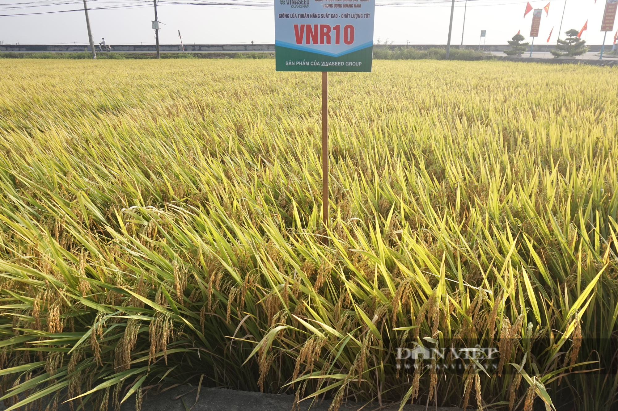 Bộ tứ lúa giống của Vinaseed “tỏa sáng” rực rỡ trên nhiều chân đất, nông dân xứ Quảng mê mẩn - Ảnh 6.