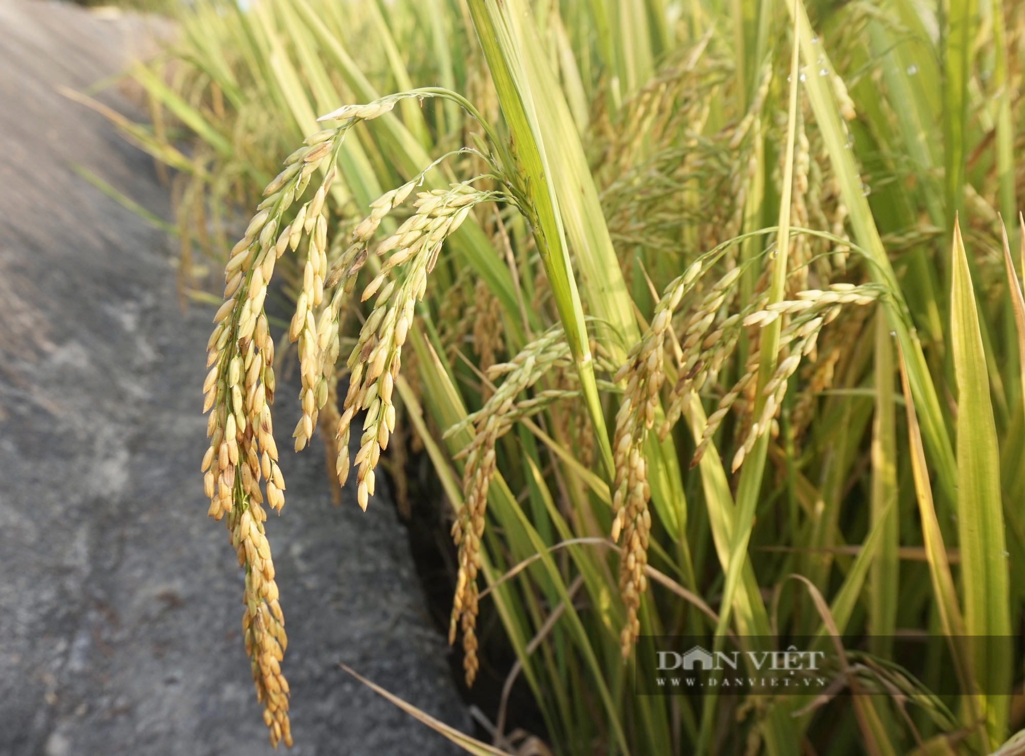 Bộ tứ lúa giống của Vinaseed “tỏa sáng” rực rỡ trên nhiều chân đất, nông dân xứ Quảng mê mẩn - Ảnh 7.