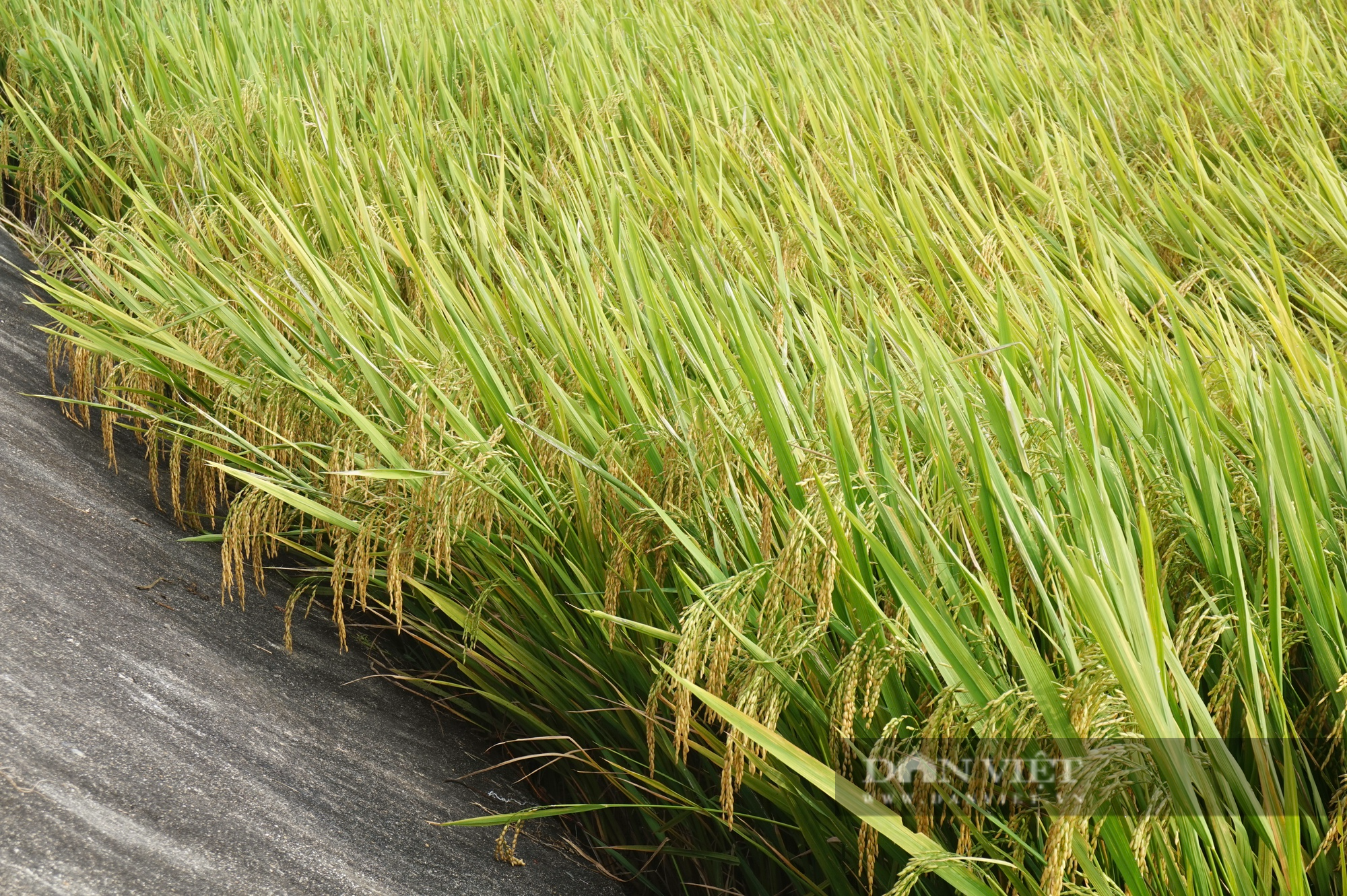 Bộ tứ lúa giống của Vinaseed “tỏa sáng” rực rỡ trên nhiều chân đất, nông dân xứ Quảng mê mẩn - Ảnh 9.