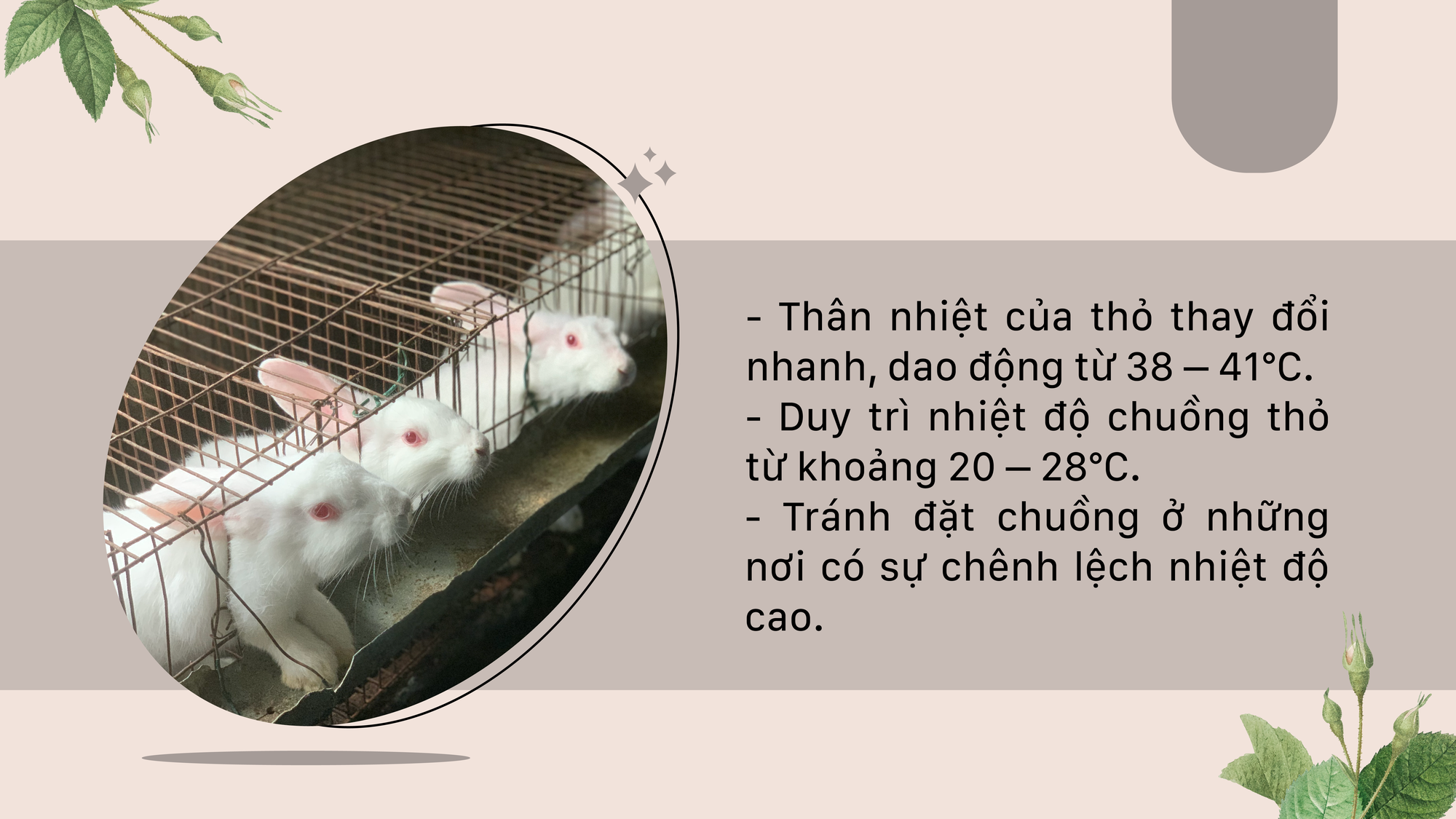 SỔ TAY NHÀ NÔNG: Những yếu tố quan trọng trong xây nhà đặt lồng nuôi thỏ - Ảnh 2.