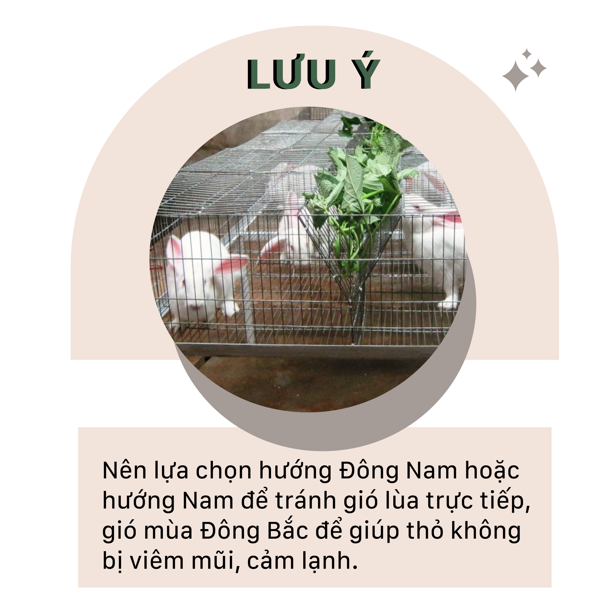 SỔ TAY NHÀ NÔNG: Những yếu tố quan trọng trong xây nhà đặt lồng nuôi thỏ - Ảnh 3.