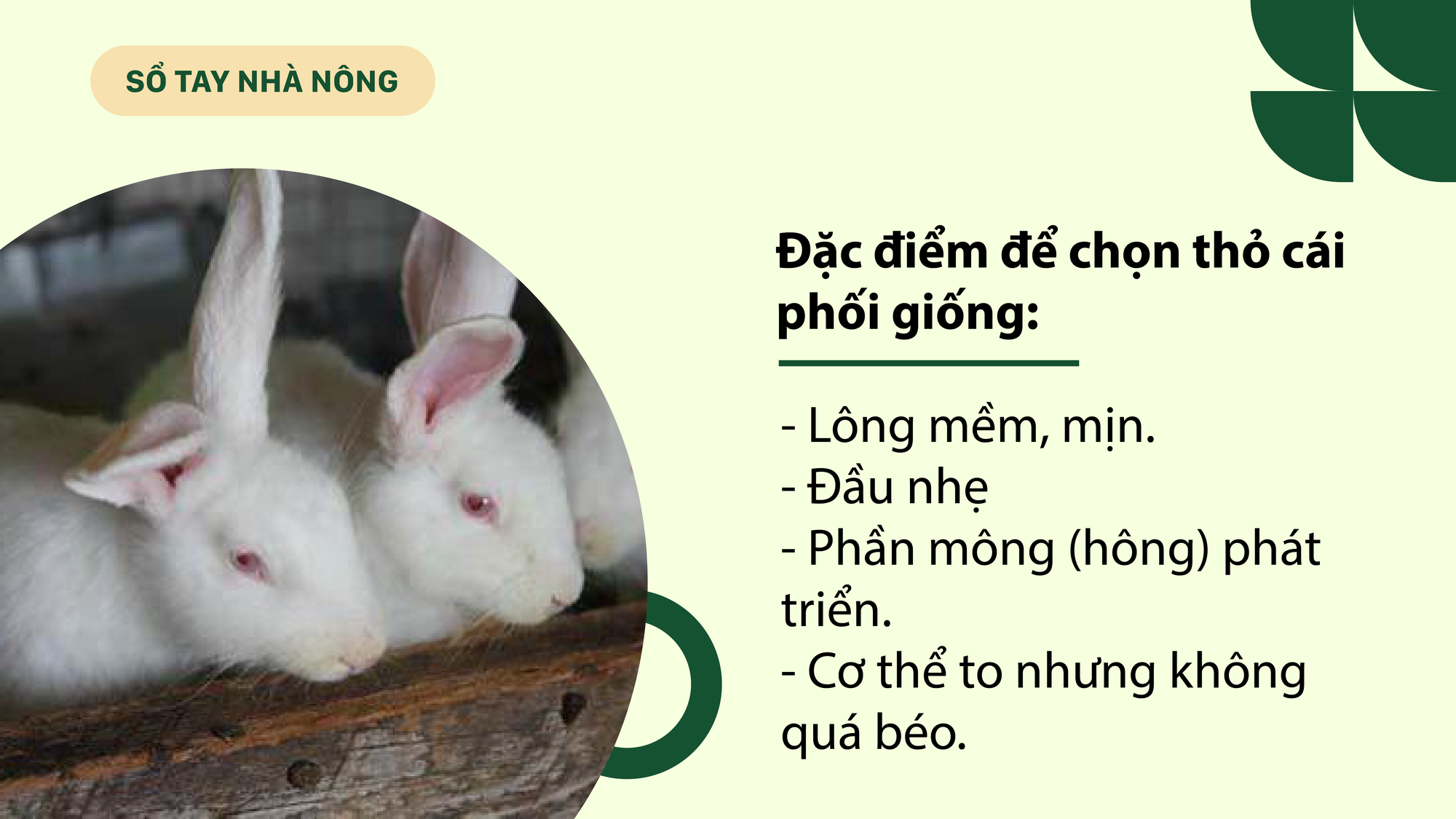 SỔ TAY NHÀ NÔNG: Kỹ thuật chăn nuôi thỏ sinh sản không phải ai cũng biết - Ảnh 2.