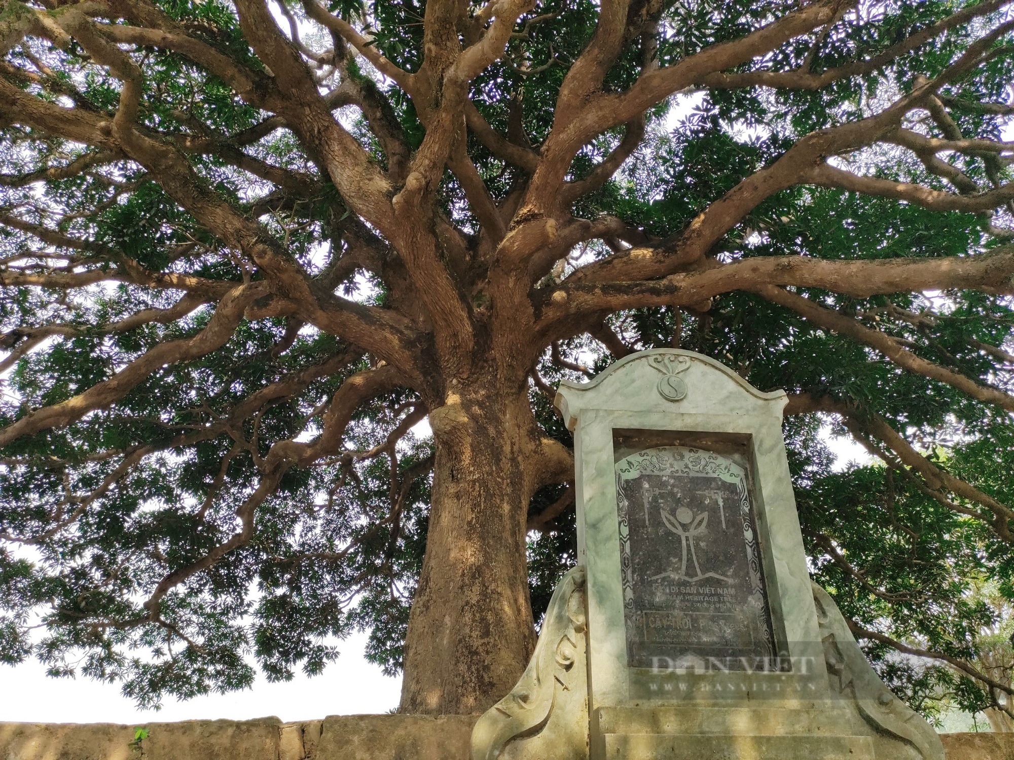 Cây trôi cổ thụ gần 800 năm tuổi sai trĩu quả ở Quốc Oai (Hà Nội) - Ảnh 1.