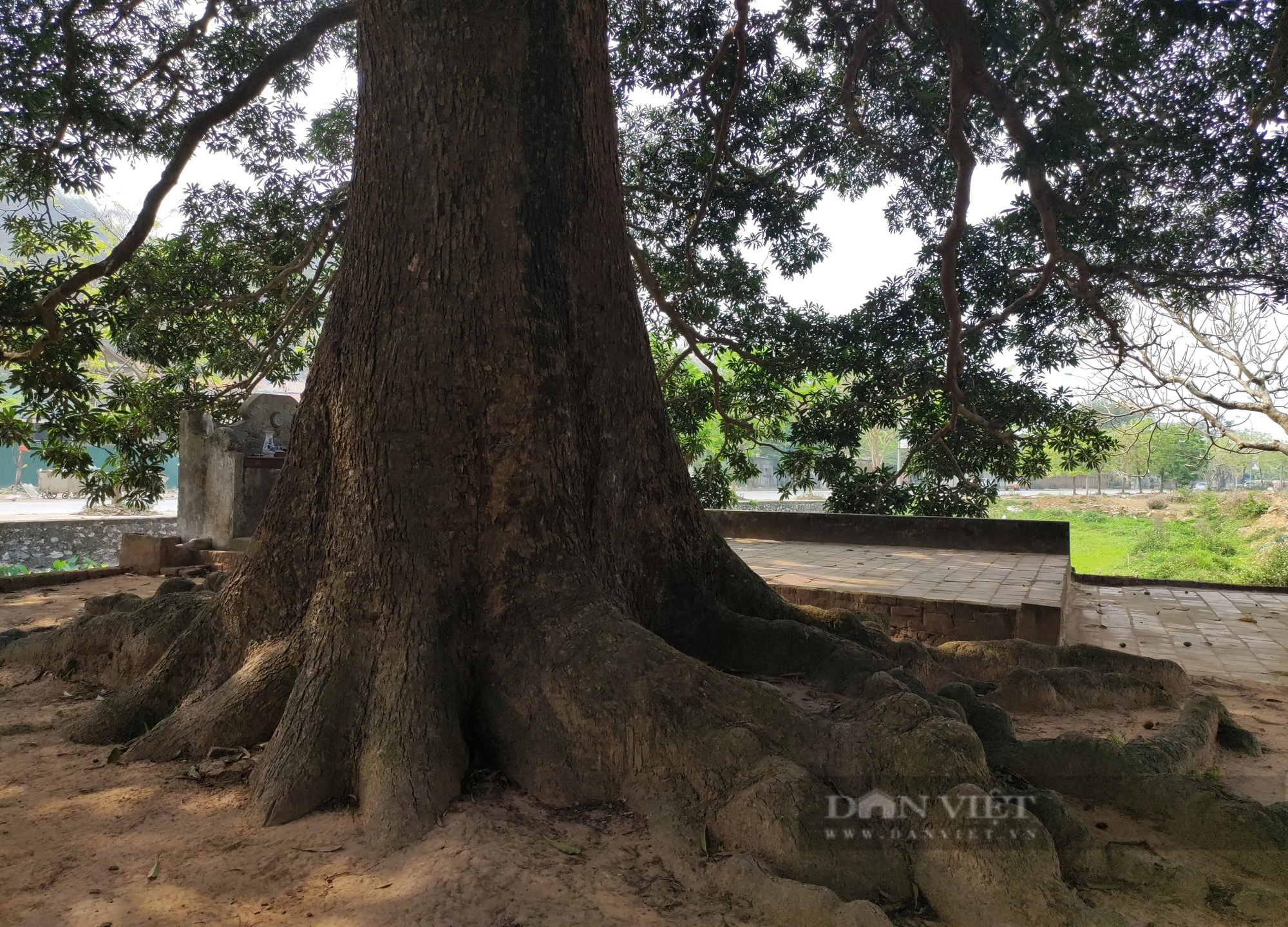 Cây trôi cổ thụ gần 800 năm tuổi sai trĩu quả ở Quốc Oai (Hà Nội) - Ảnh 2.