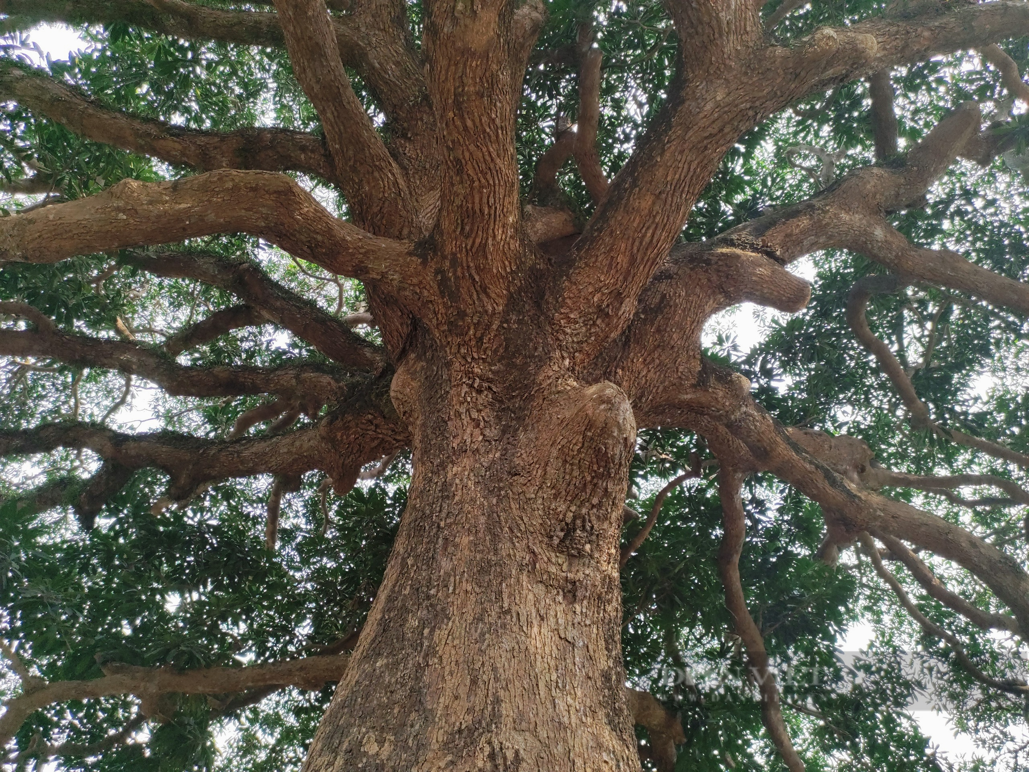 Cây trôi cổ thụ gần 800 năm tuổi sai trĩu quả ở Quốc Oai (Hà Nội) - Ảnh 3.