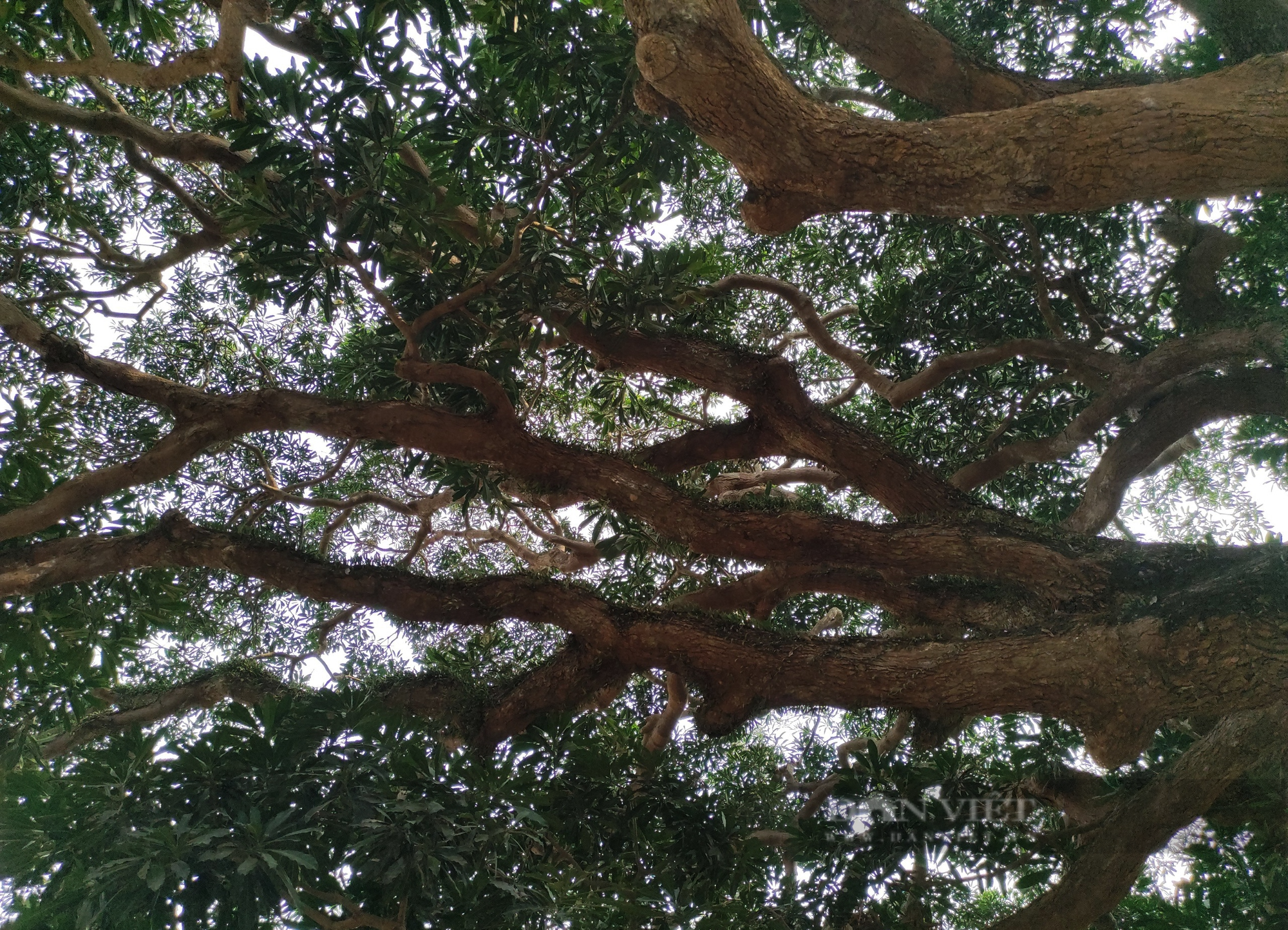 Cây trôi cổ thụ gần 800 năm tuổi sai trĩu quả ở Quốc Oai (Hà Nội) - Ảnh 4.