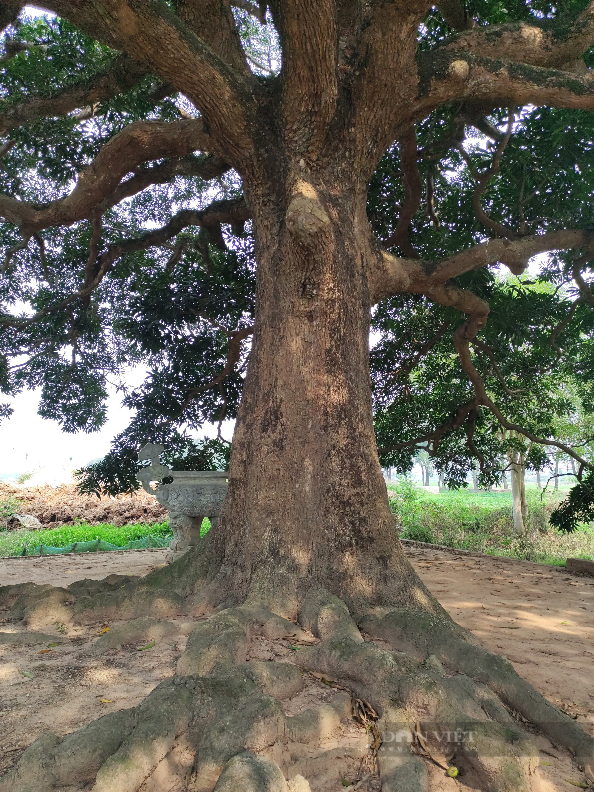 Cây trôi cổ thụ gần 800 năm tuổi sai trĩu quả ở Quốc Oai (Hà Nội) - Ảnh 6.