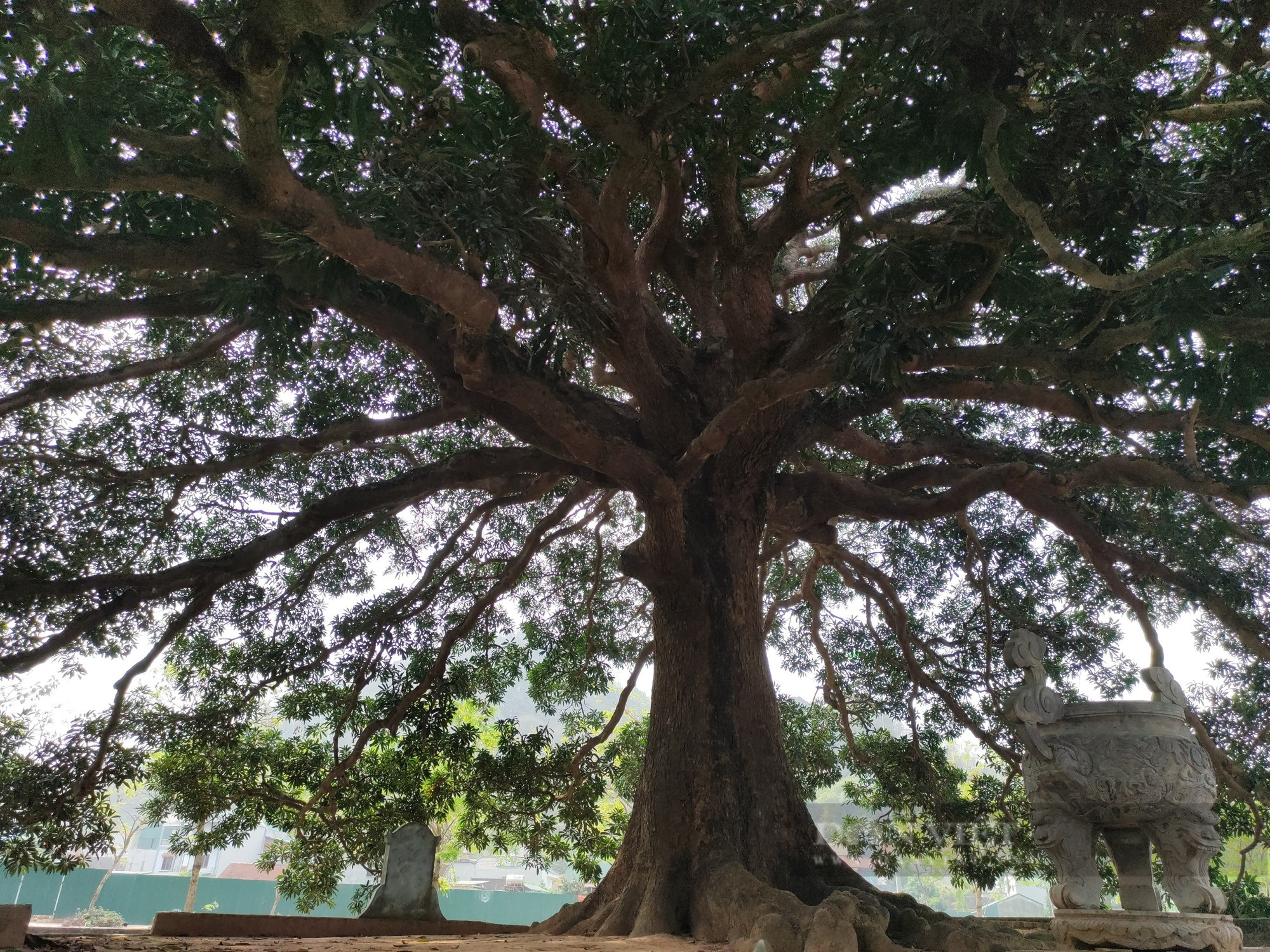 Cây trôi cổ thụ gần 800 năm tuổi sai trĩu quả ở Quốc Oai (Hà Nội) - Ảnh 7.