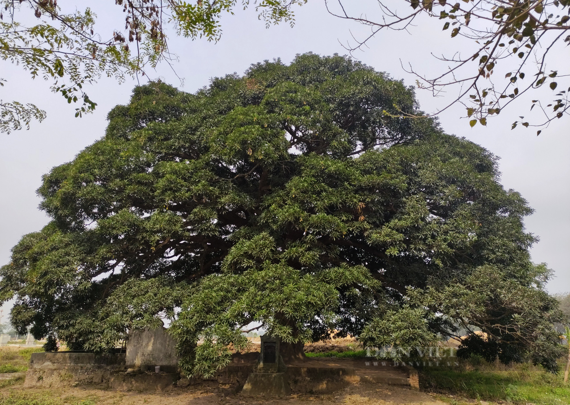 Cây trôi cổ thụ gần 800 năm tuổi sai trĩu quả ở Quốc Oai (Hà Nội) - Ảnh 8.
