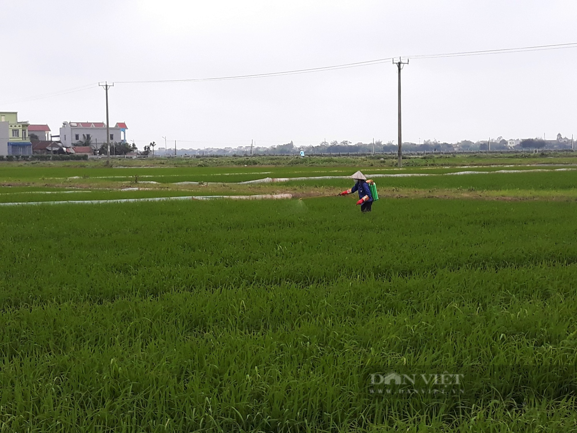 Nam Định: Khẩn trương phòng trừ sâu bệnh gây hại lúa xuân - Ảnh 1.