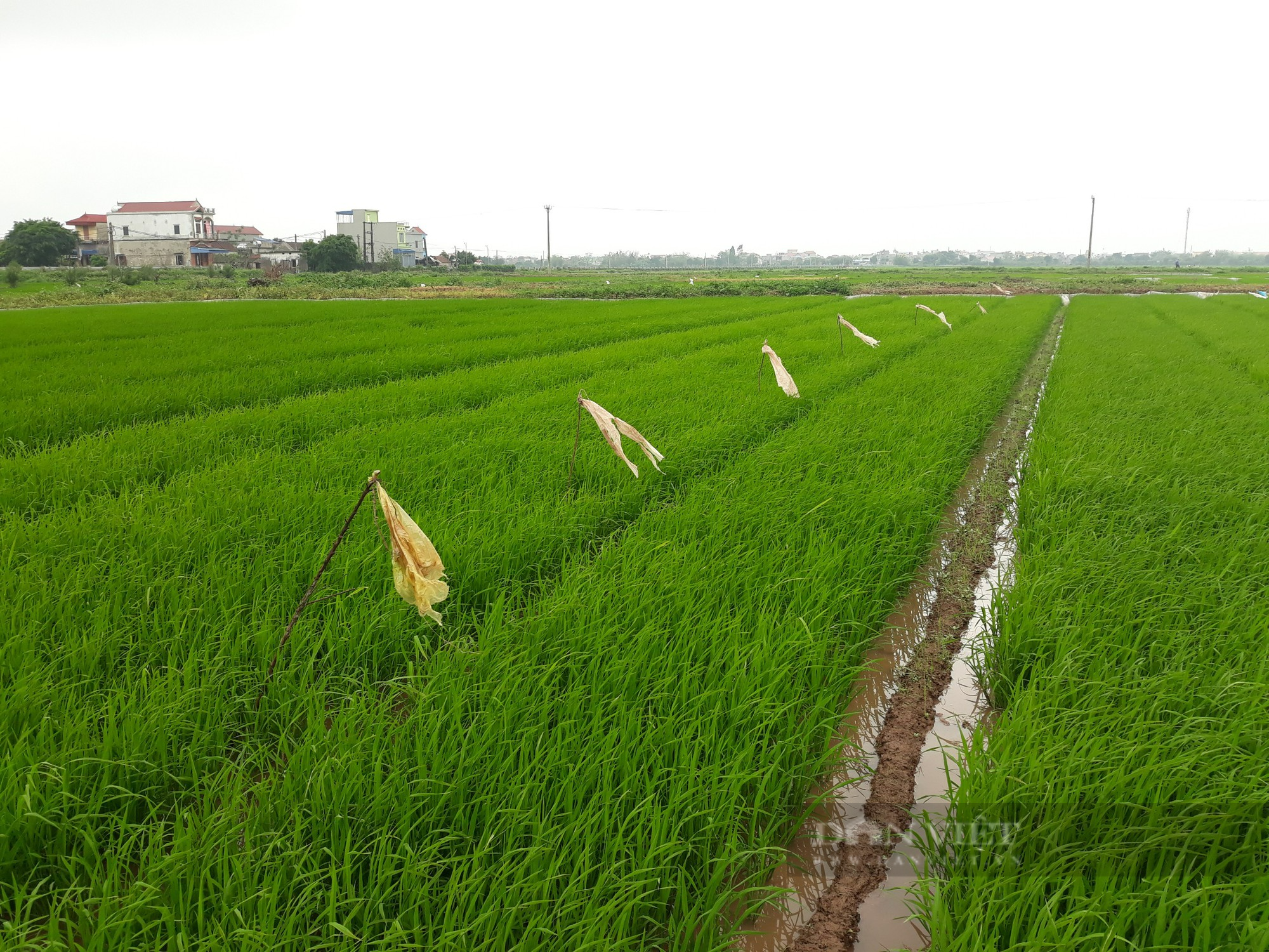 Nam Định: Khẩn trương phòng trừ sâu bệnh gây hại lúa xuân - Ảnh 2.