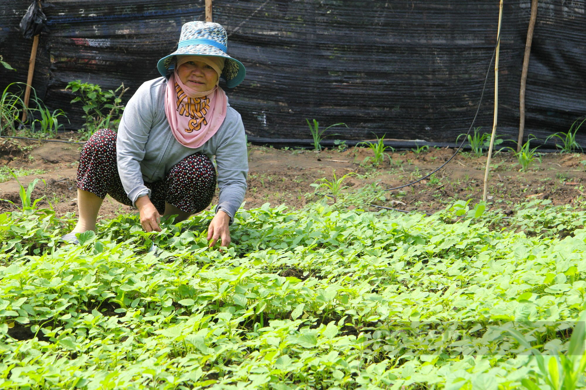 Mỗi nhà một vườn rau trong xây dựng nông thôn mới ở xã đồng bào Raglay ở Ninh Thuận - Ảnh 6.