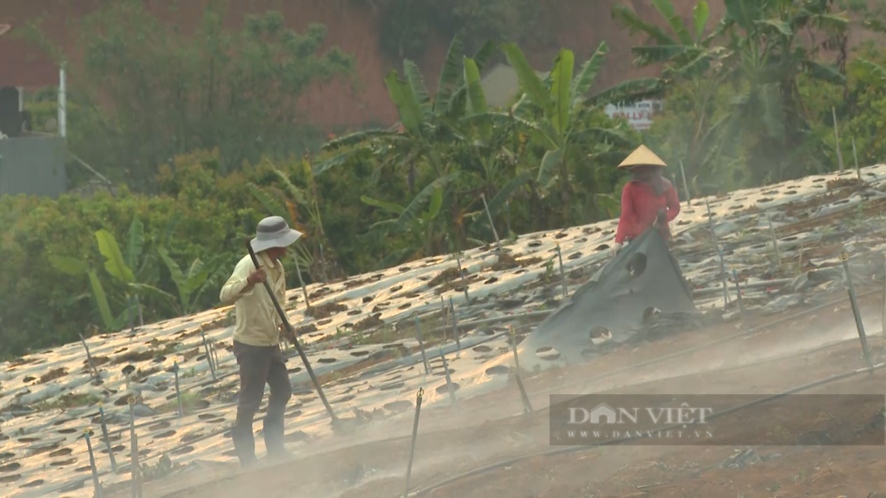 Dâu tây Sơn La hạ giá sập sàn, nông dân rủ nhau phá bỏ - Ảnh 4.