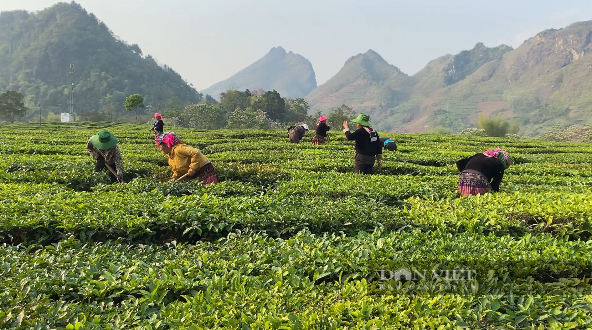 Liên kết sản xuất khép kín giúp nông dân trồng chè ở Lai Châu thoát nghèo - Ảnh 3.