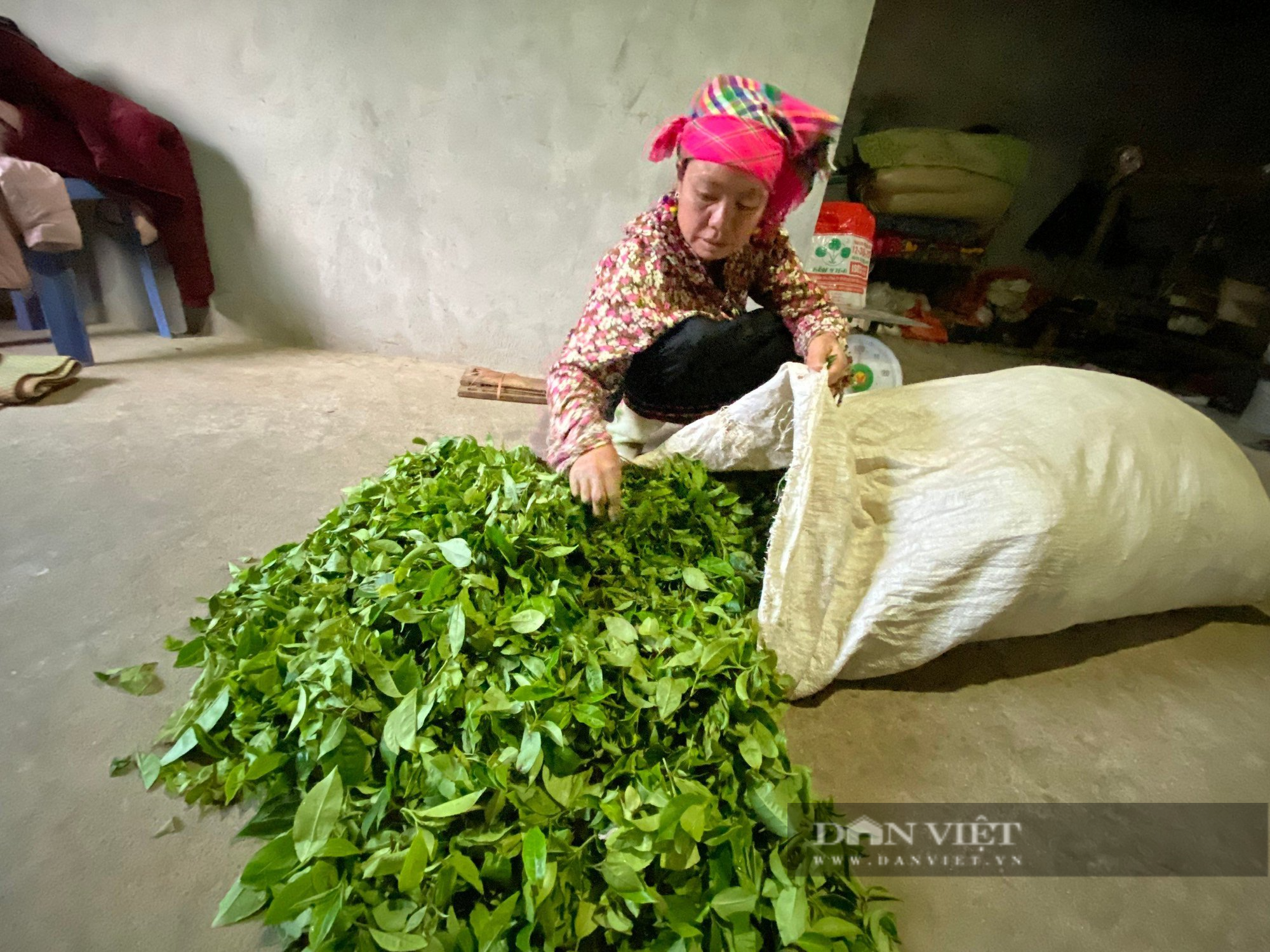 Liên kết sản xuất khép kín giúp nông dân trồng chè ở Lai Châu thoát nghèo - Ảnh 5.