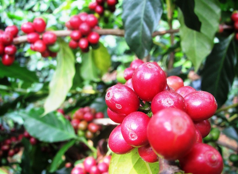 Giá cà phê hai sàn suy yếu trở lại, cà phê nội mất 200 đồng/kg, thấp nhất 51.600 đồng/kg - Ảnh 3.