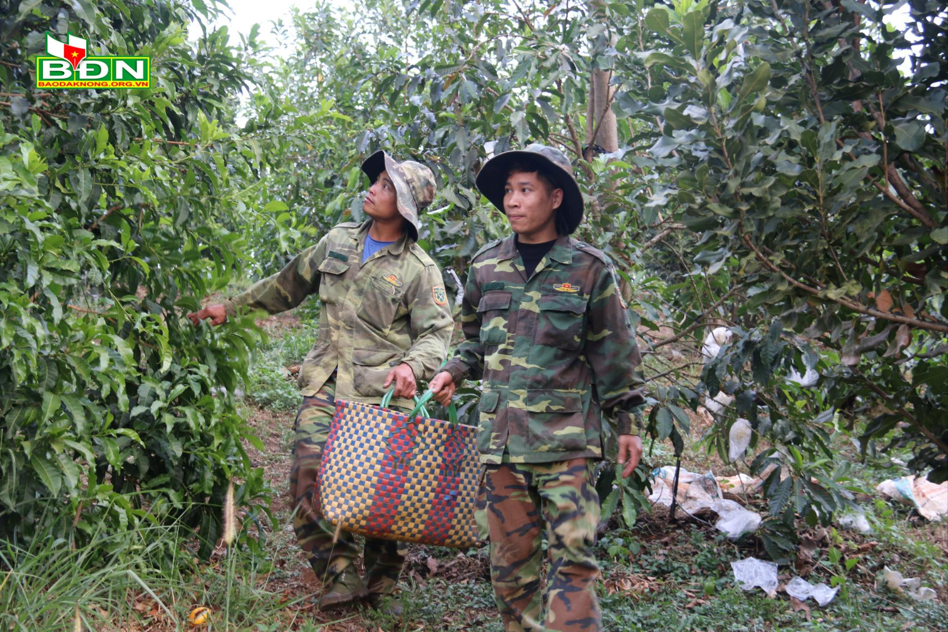 Đánh liều trồng thứ trái lạ, ai thấy cũng thích cắn, một nông dân Đắk Nông có thu nhập cao - Ảnh 3.