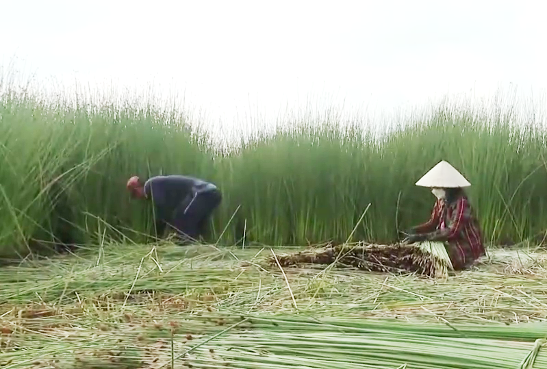 Trồng loại cỏ xóa đói, giảm nghèo trầm mình torng phèn chua, anh nông dân Tiền Giang thu lời 100 triệu/vụ - Ảnh 2.