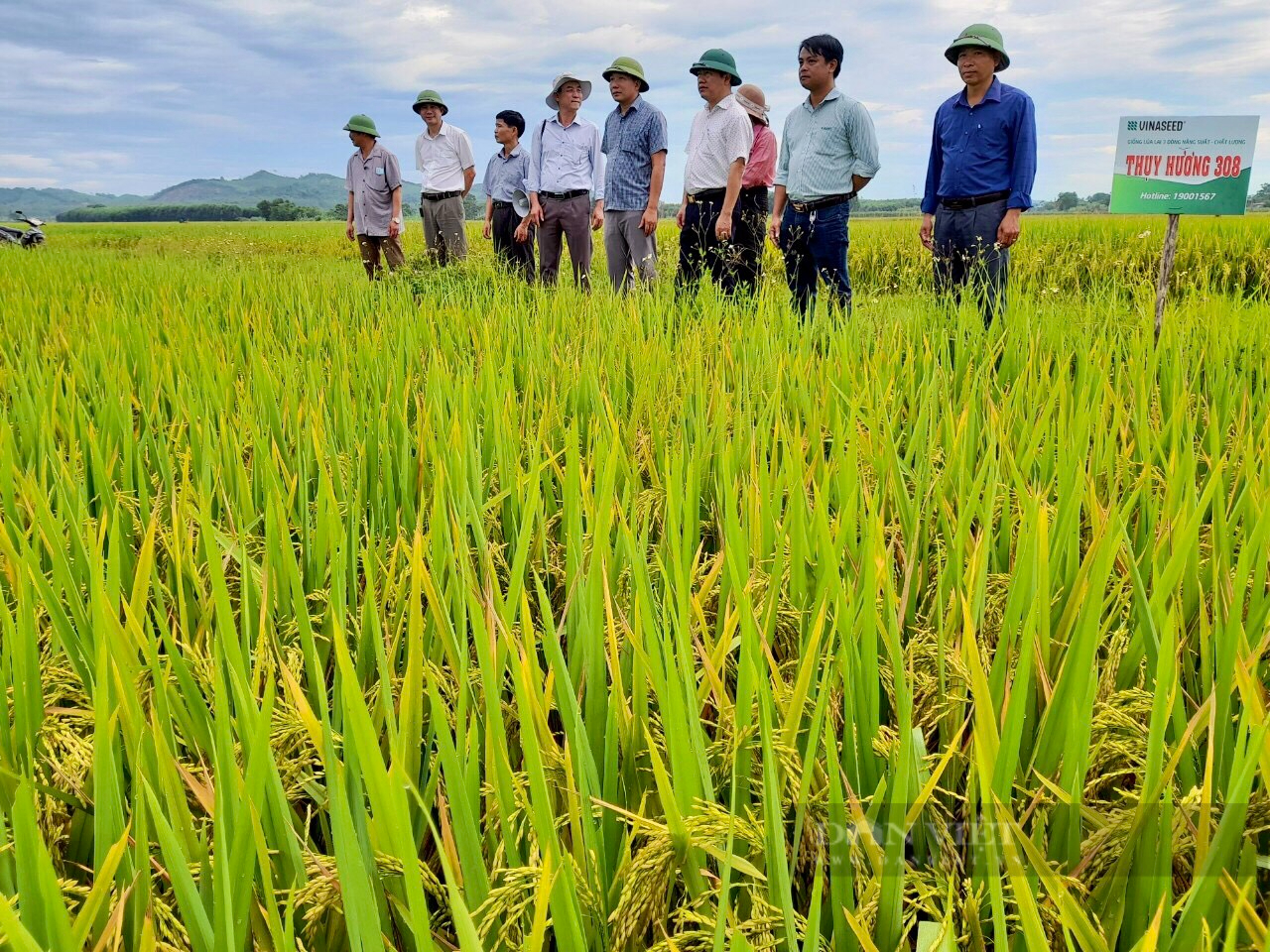 Thanh Hóa Mô hình thâm canh lúa cải tiến SRI mang lại lợi ích cho bà con  nông dân