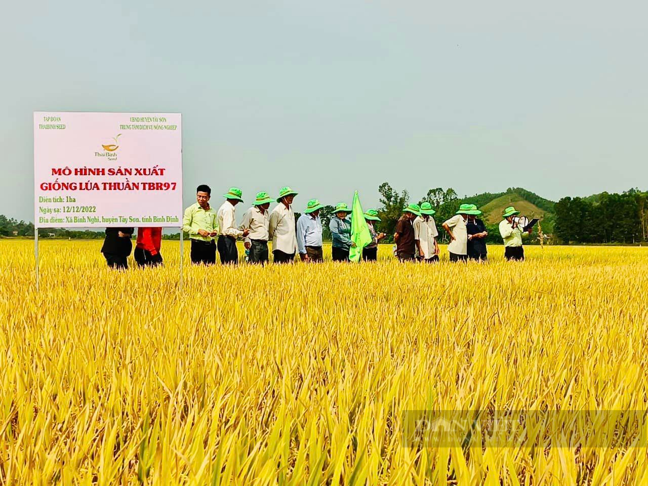 TBR97 bội thu, nông dân Bình Định phấn khởi - Ảnh 1.