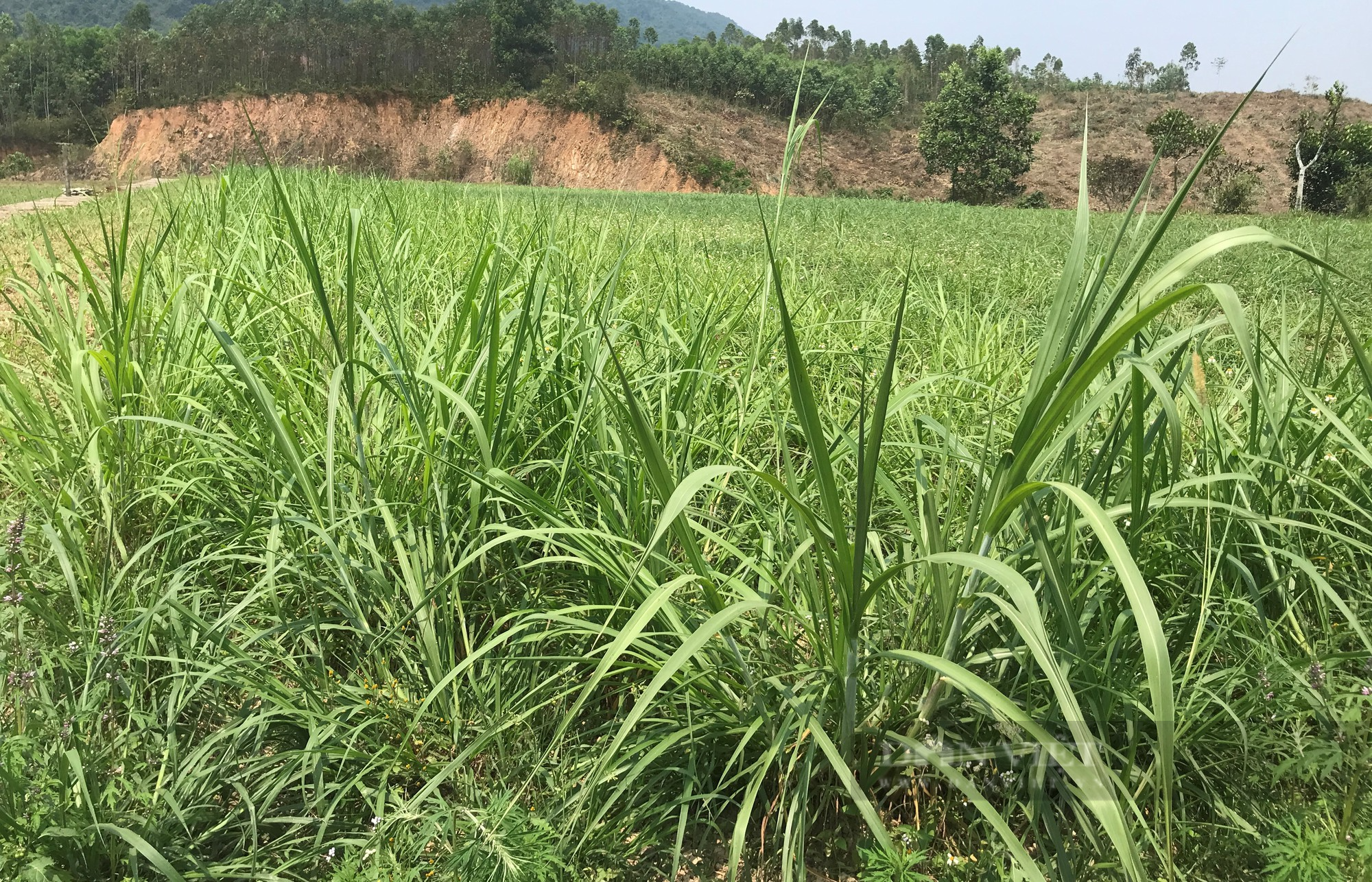 Về xã nuôi hươu nhiều nhất tỉnh Nghệ An, mùa cắt nhung hươu có gia đình thu về gần nửa tỷ đồng - Ảnh 8.