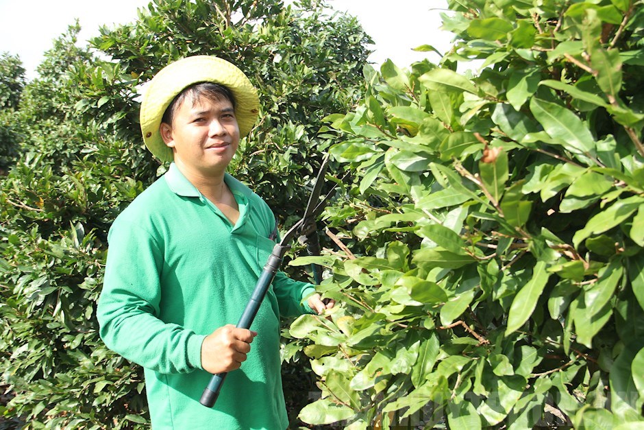 Vườn mai tiền tỷ của một nông dân Sài Gòn, vào vườn bát ngát bao la với 12.000 cây mai vàng - Ảnh 2.
