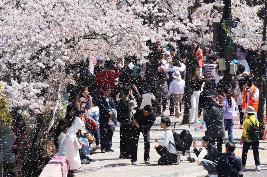 Hàn Quốc “bội thu” du khách ngắm hoa anh đào nở sớm - Ảnh 2.