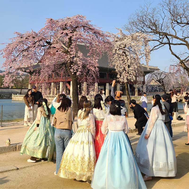 Hàn Quốc “bội thu” du khách ngắm hoa anh đào nở sớm - Ảnh 3.