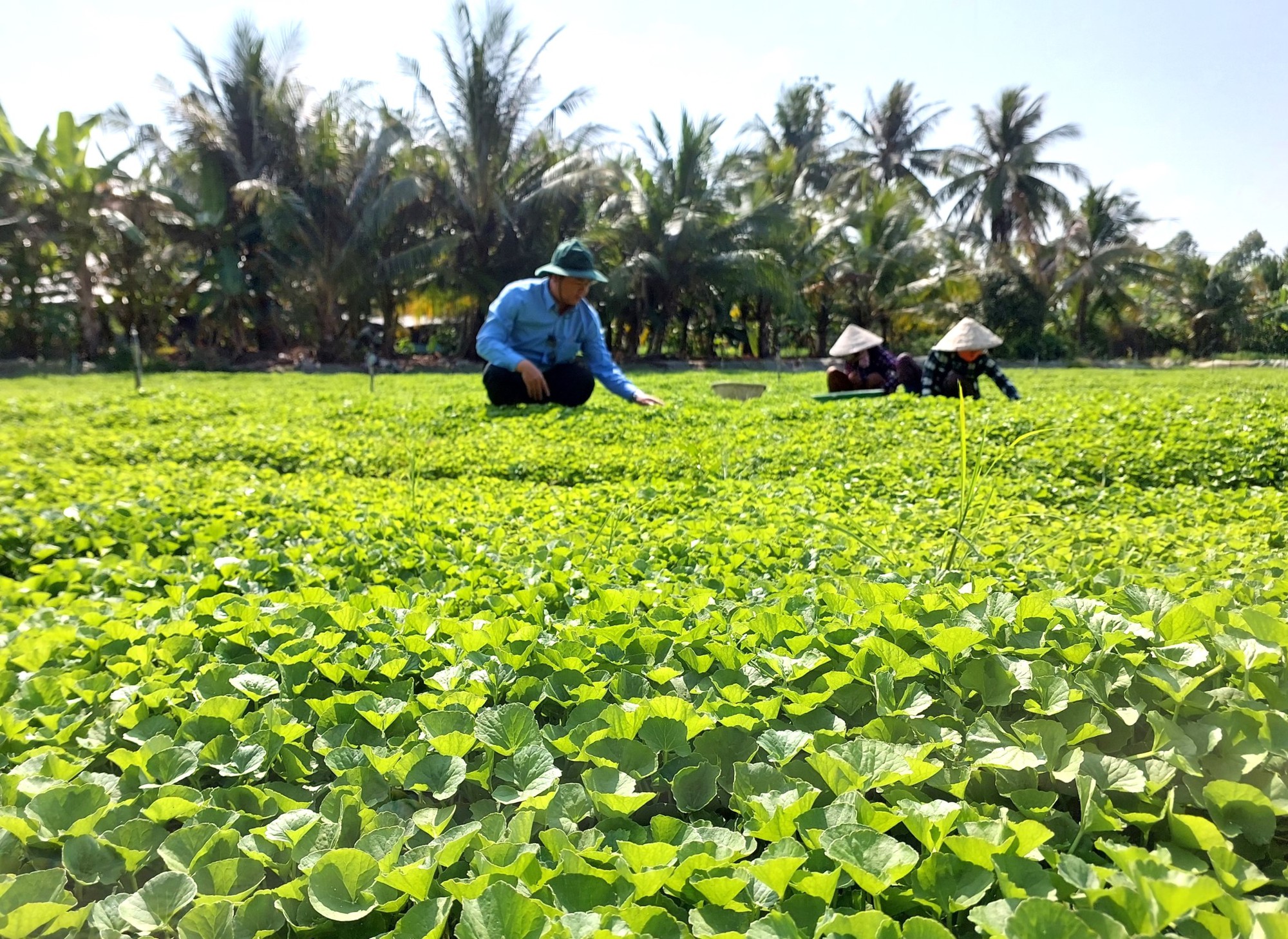 Kiên Giang: Lão nông thu tiền tỷ từ rau má đồng - Ảnh 3.