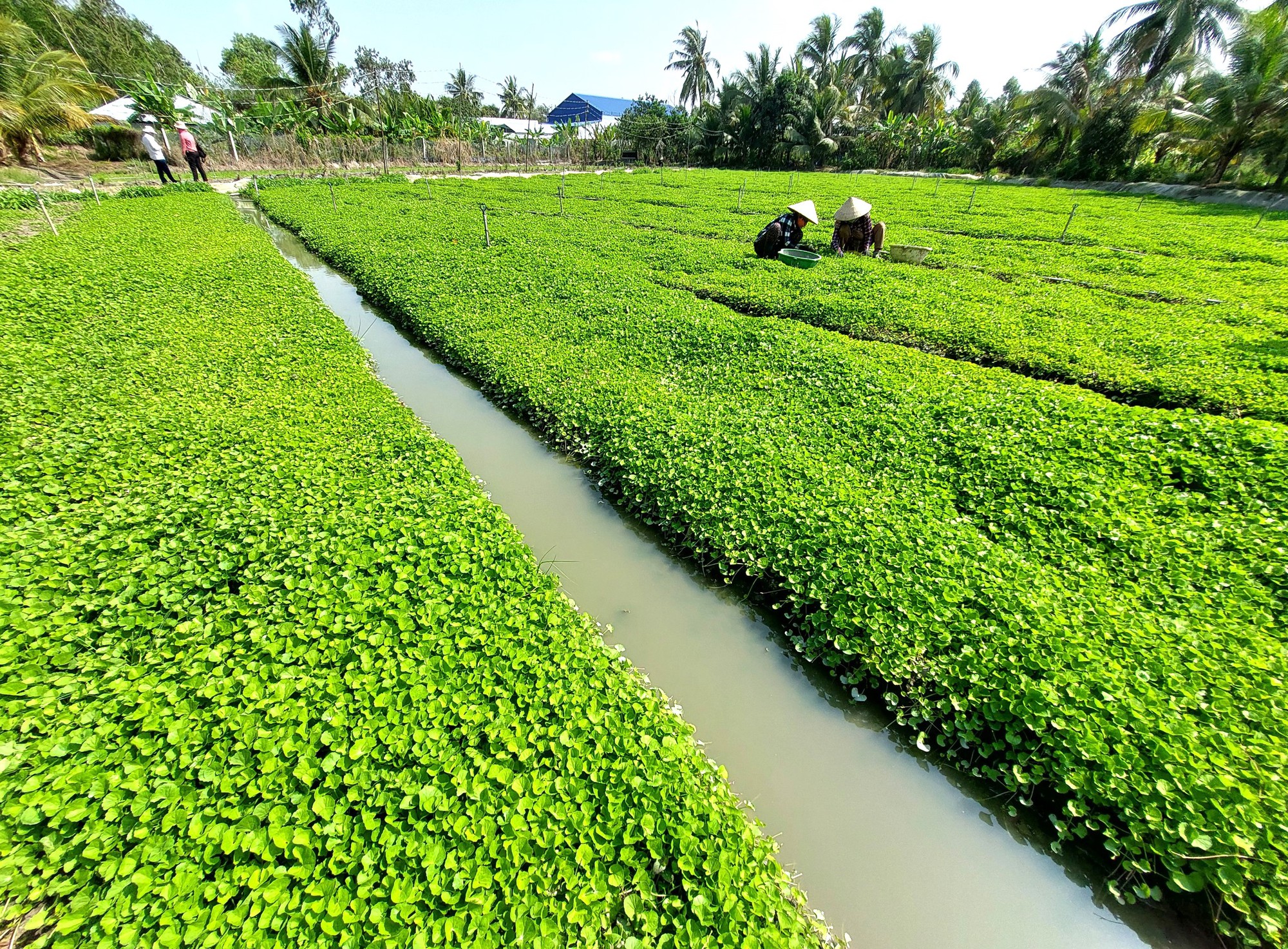 Trồng rau má quanh nhà mỗi năm thu nhập hàng trăm triệu đồng  VOVVN