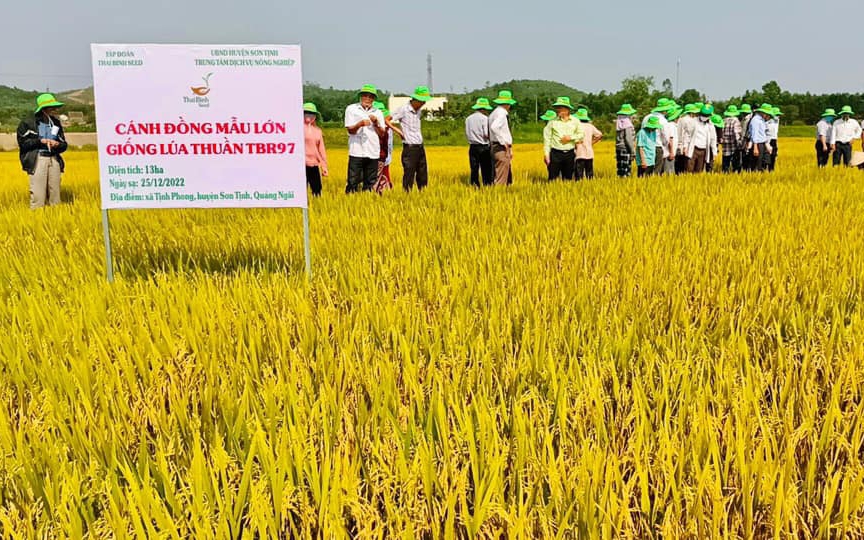 Giống lúa siêu năng suất tiếp tục chinh phục nông dân Quảng Ngãi