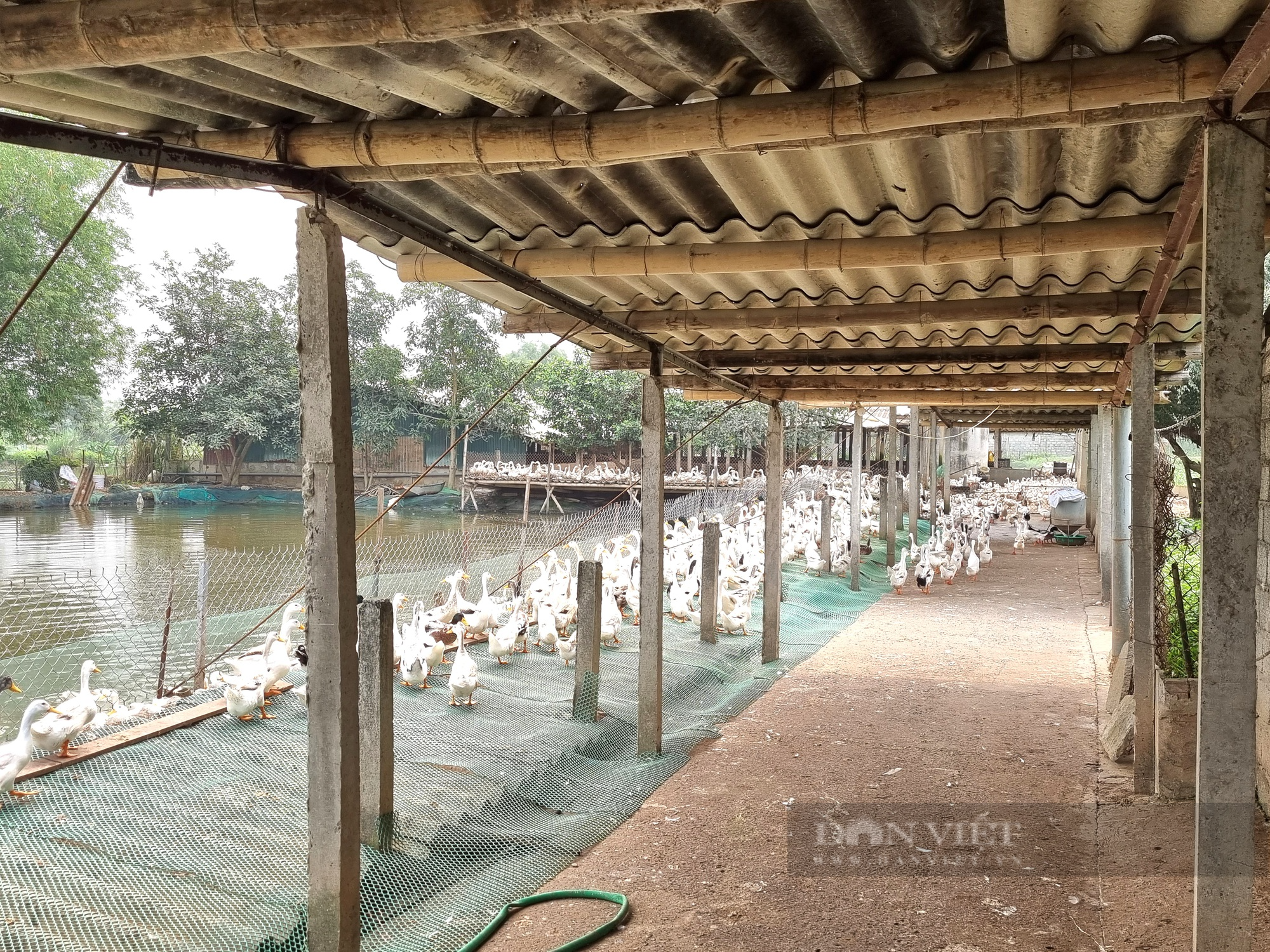9X Ninh Bình nuôi 12.000 con vịt đẻ trứng lãi gần 200 triệu đồng/năm - Ảnh 7.