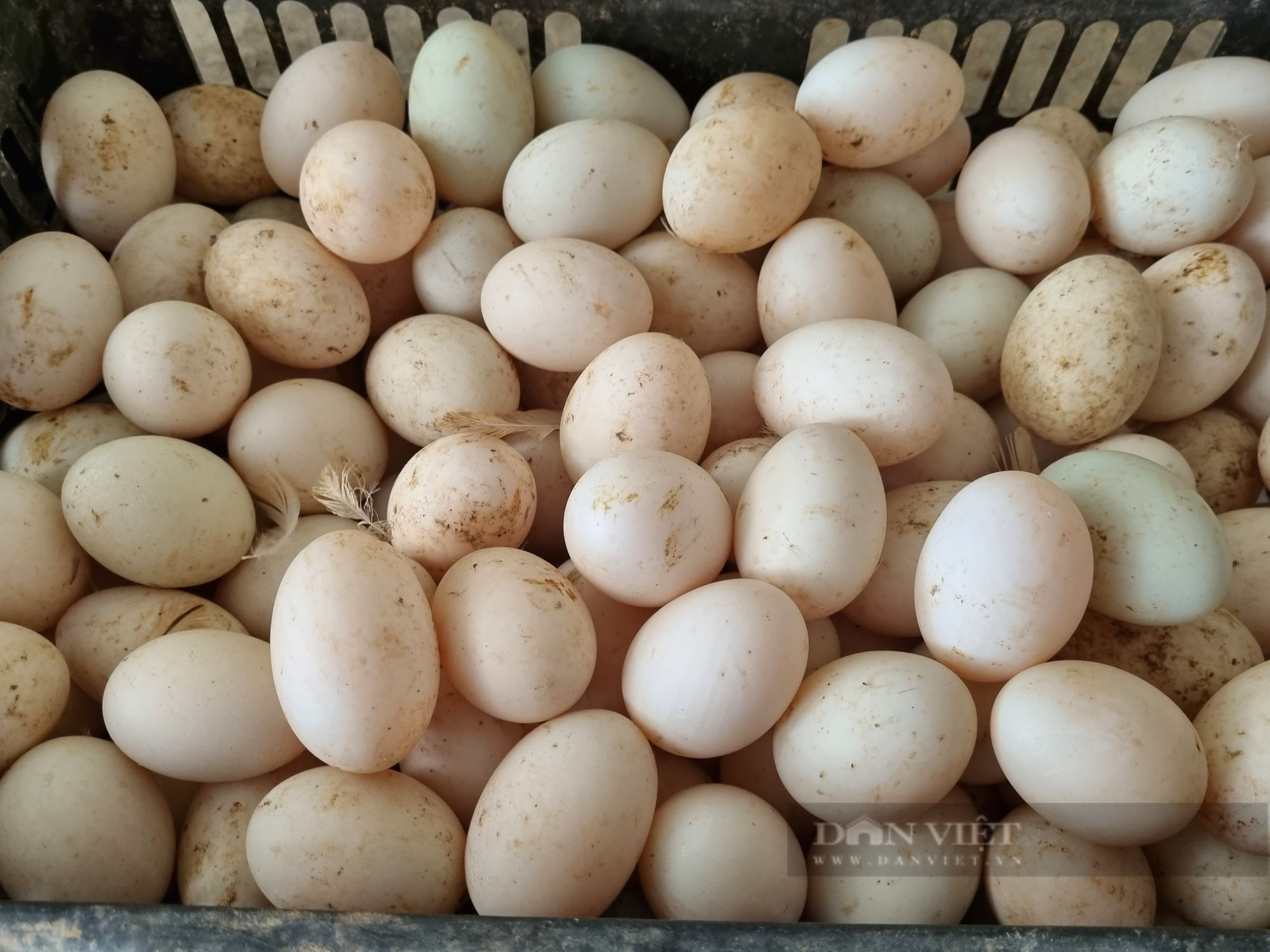 9X Ninh Bình nuôi 12.000 con vịt đẻ trứng lãi gần 200 triệu đồng/năm - Ảnh 4.