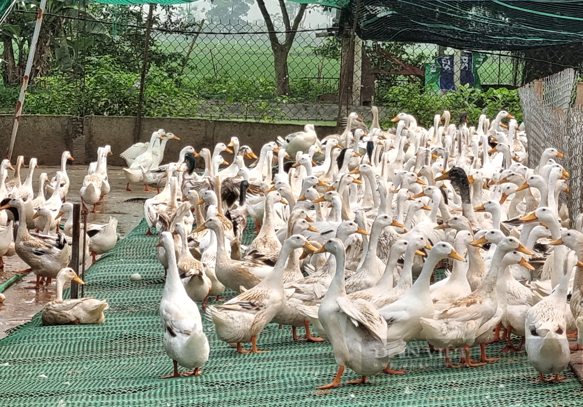 9X Ninh Bình nuôi 12.000 con vịt đẻ trứng lãi gần 200 triệu đồng/năm - Ảnh 3.