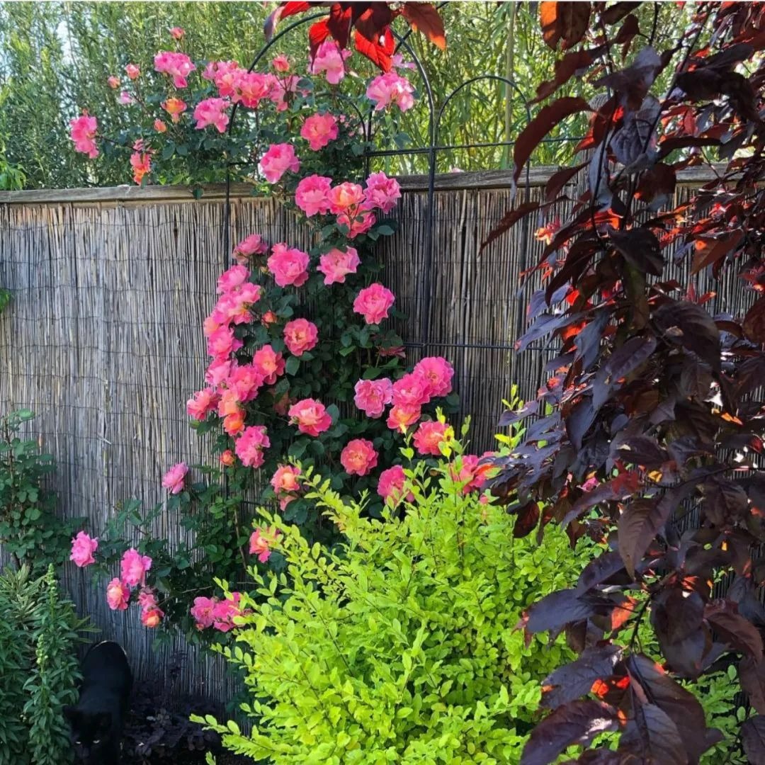 9 cây cảnh rẻ, đẹp, dễ chăm, trồng 3-4 chậu có hoa ngắm suốt mùa hè rực rỡ - Ảnh 18.