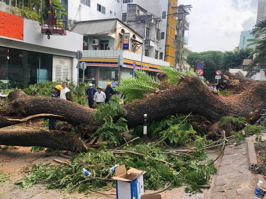 Cây xanh bật gốc ở TP.HCM: Đã được kiểm tra nhưng không phát hiện mục ruỗng - Ảnh 1.